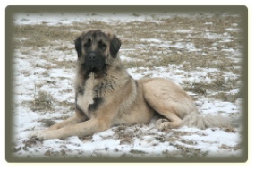 Anatolian Shepherd dog image